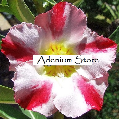 (image for) Adenium Obesum \'Extra Aroma\' x 5 Seeds